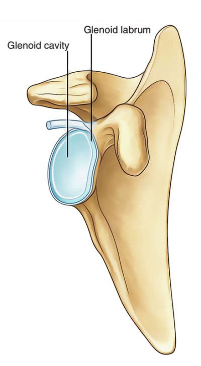 Glenoid Cavity – Earth's Lab