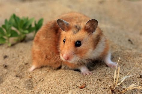 chubby  hamster loves  play wallpaperscom