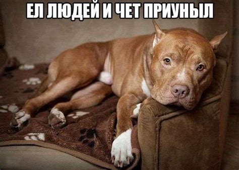 Прикольні картинки (100 фото) - Umapalata