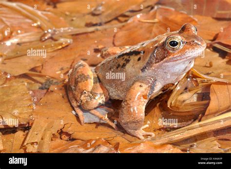 frog habitat  res stock photography  images alamy