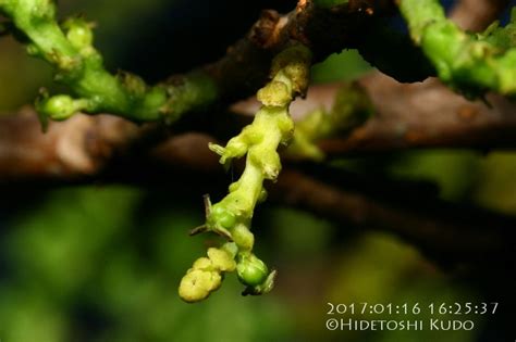 Cairns Nature Album » Mangroves » Excoecaria agallocha