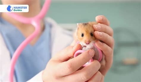 How To Take Care Of A Hamster? Comprehensive Guide