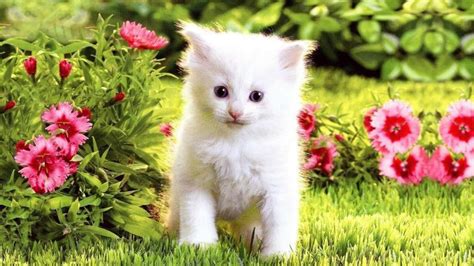 White Cat Kitten Is Standing In Grass Field HD Cute Cat Wallpapers | HD Wallpapers | ID #62968