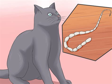 How to Treat Tapeworm in Cats: Identification & Prevention