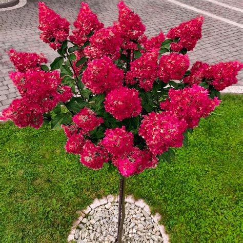 Hortensja bukietowa Fraise Melba - sklep internetowy