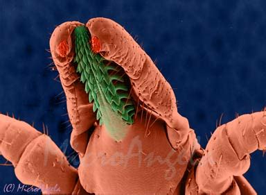 denley bruck  adult female deer tick