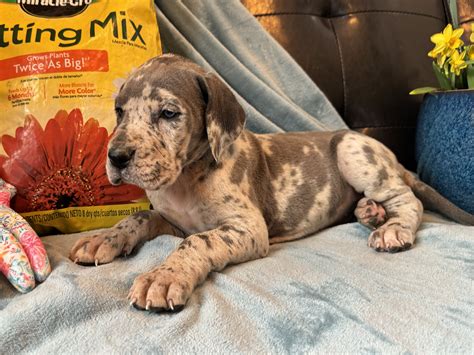 AKC Full Euro Blue Merle Female Great Dane - Great Dane Puppies for