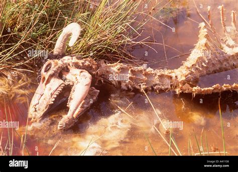 dead sheep polluting stream stock photo alamy