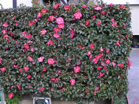 Camellia sasanqua (Sasanqua Camellia) - World of Flowering Plants