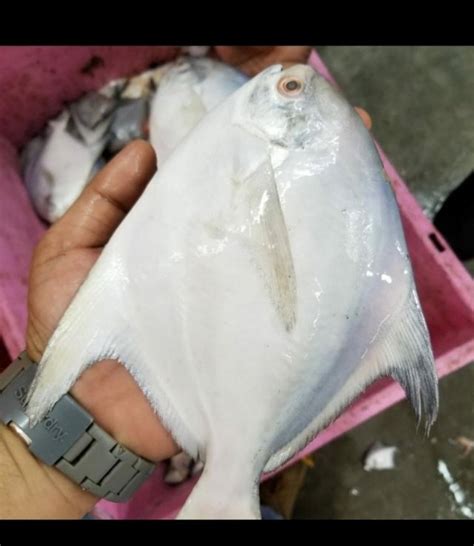 White Paplet Fish at Rs 550/kg in Ahmedabad | ID: 23951445691