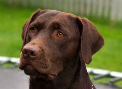 Cómo es un Labrador Retriever