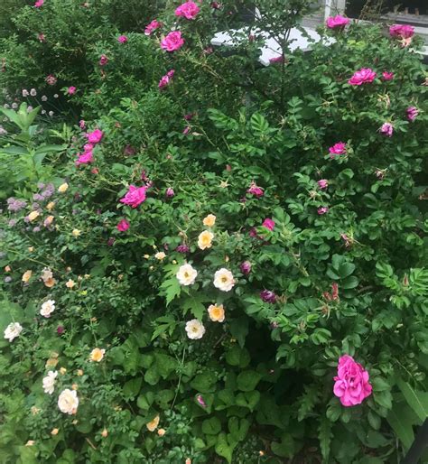 Meet Mary Jo Howell – CanvasRebel Magazine