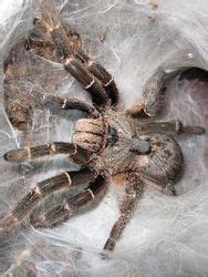 Tarantula Molting Process (Complete Guide) - SnakeTracks.com