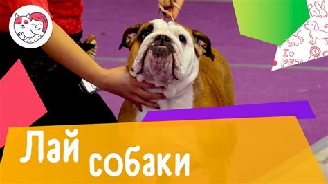 Как избежать лая собаки ночью: 5 советов - YouTube