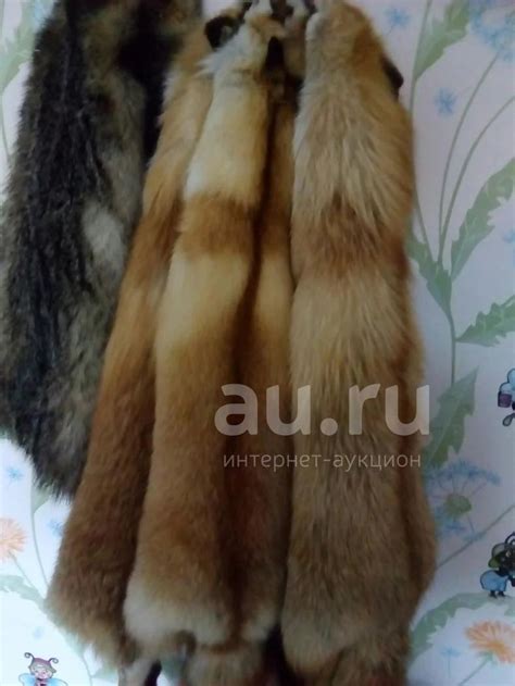 Мех Лисы Шкура Лисы — купить в Красноярске. Чучела животных, рога ...