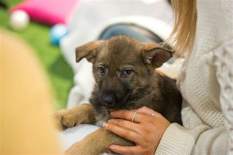 Do dogs get diabetes?