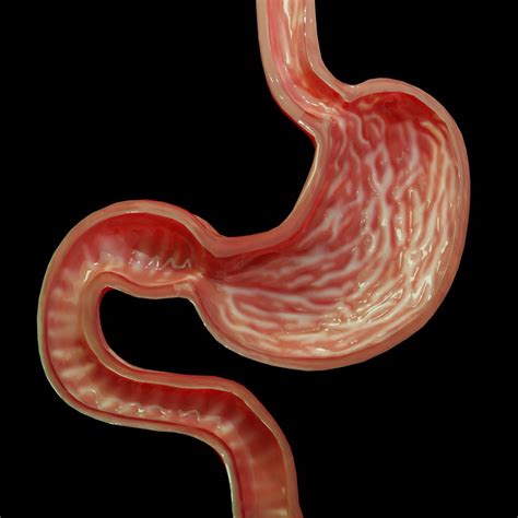 modelo  anatomia de la seccion transversal del estomago