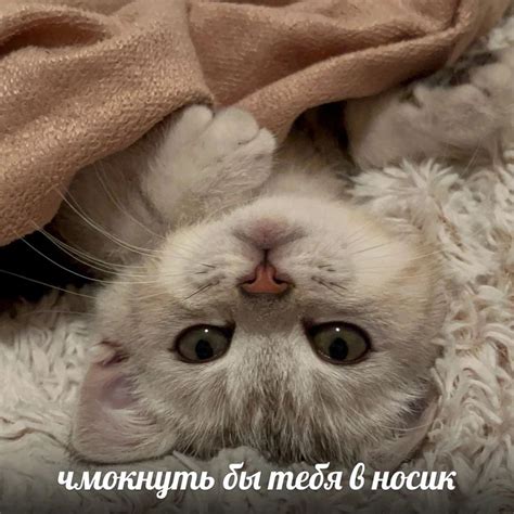 Sweet and Funny Pictures of Cute Kittens