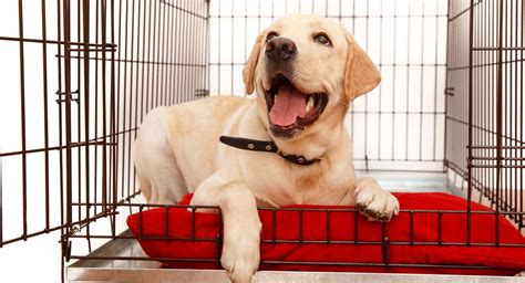 How to Buy the Perfect Puppy Crate - In NewsWeekly