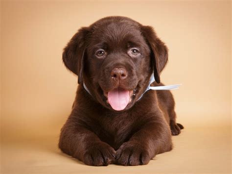 Labrador Retriever Puppy's Rare and Unique Bark Leaves Other Pups Baffled - PetHelpful
