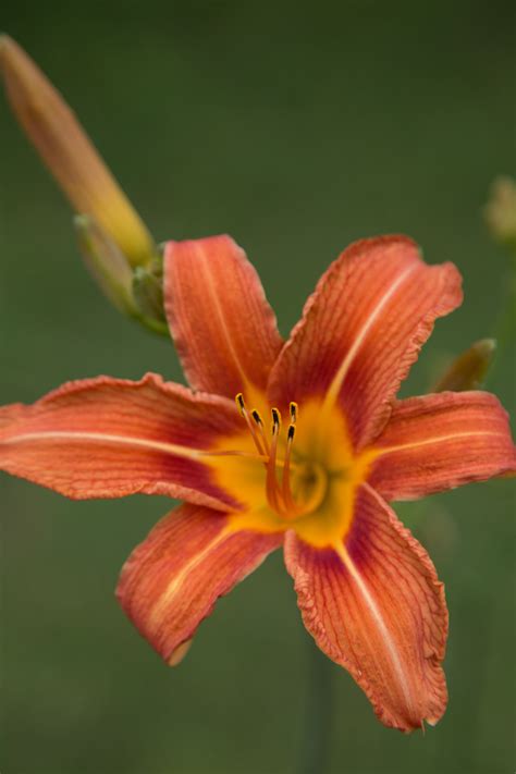 Free Images : flower, petal, flora, close up, daylily, macro