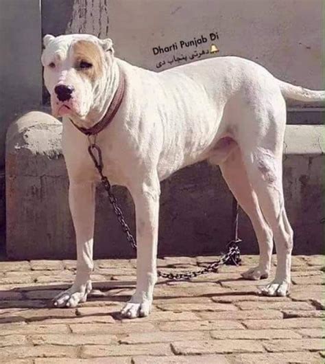 Bully Kutta Puppy