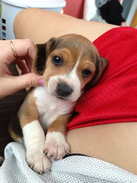 Different Types of Beagles You Should to Know #Beagles #TypesofBeagles ...