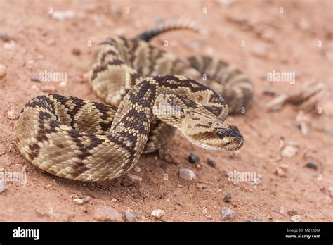 Pit viper species hi-res stock photography and images - Alamy