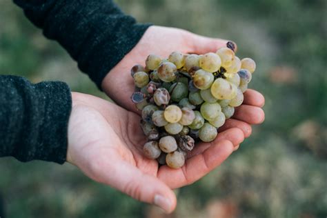 Crop gardener showing handful of grapesFree Stock Photo