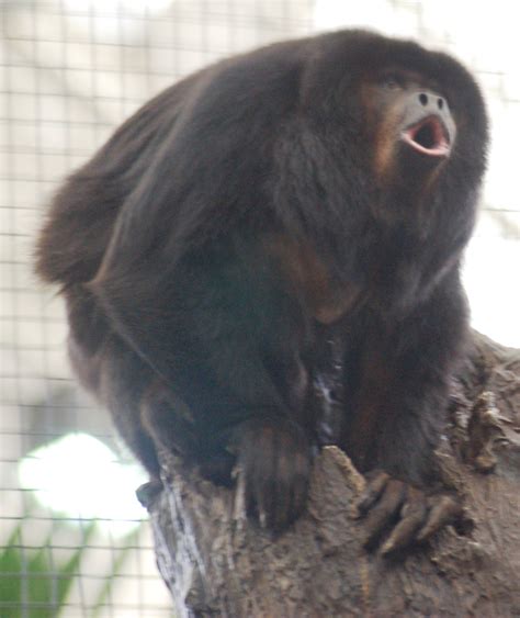 hd animals howler monkey
