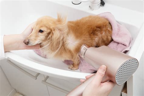 Dog's Reaction to Being Blow-Dried by Owner Has Internet in Stitches