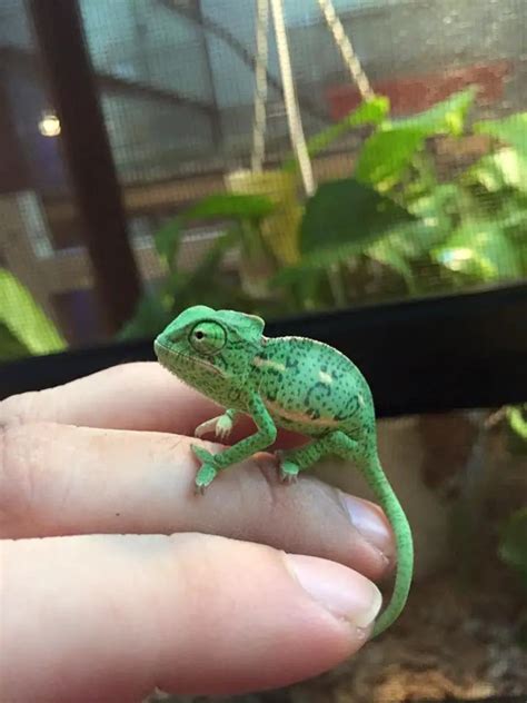 7 Things You Need to Know About Baby Chameleons – ChameleonOwner