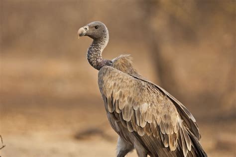 16 of the World's Most Endangered Vulture Species