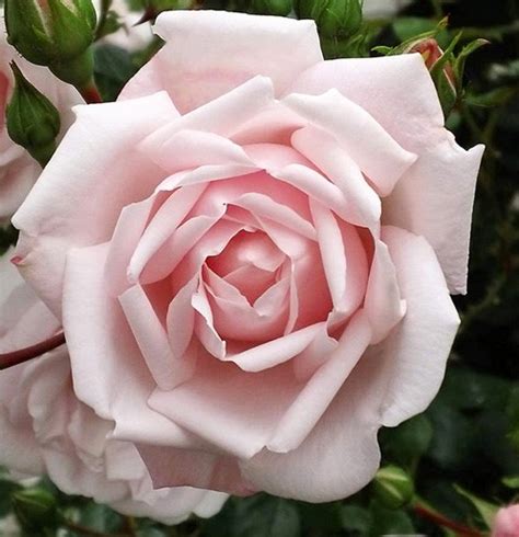 Large-flowered Climbing Rose | New Dawn Rose | Double Pink