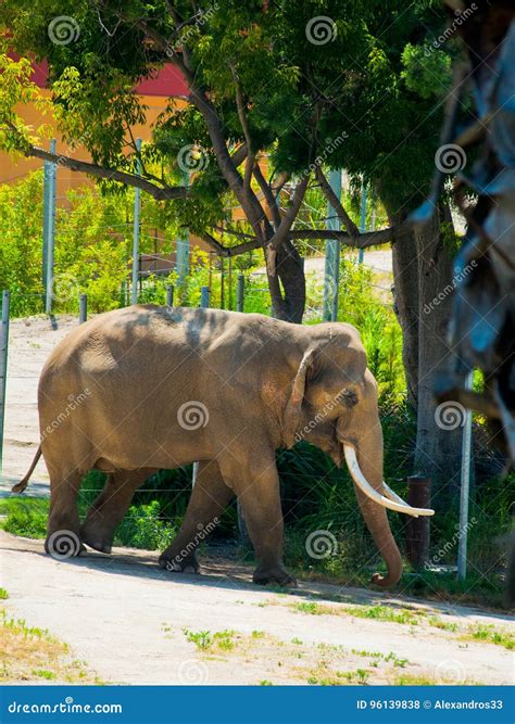 Drinking Elephant in African Savanna Stock Photo - Image of huge