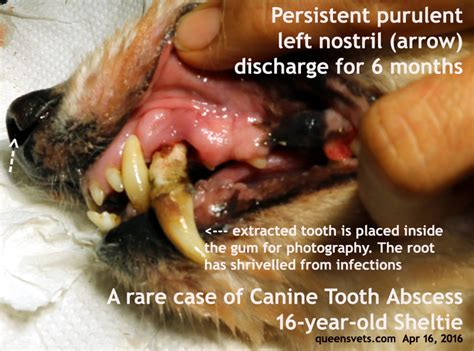 2016vets: 23. A hypothesis of a canine tooth abscess in a 16-year-old Sheltie with right nasal ...