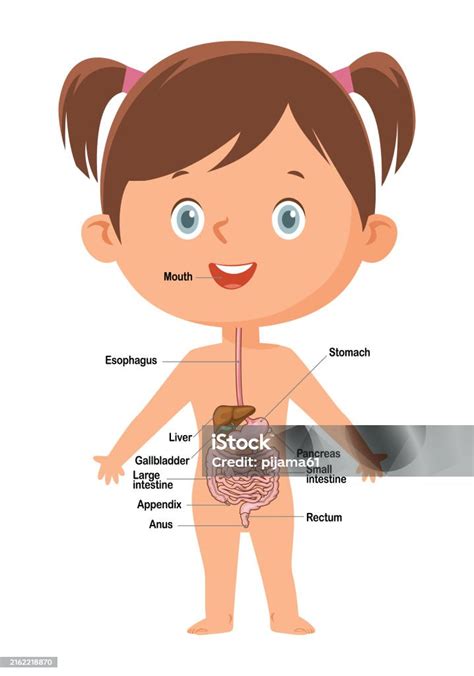 Girl And Digestive System Diagram Stock Illustration - Download Image ...