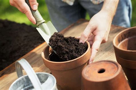 Seed Starting Mix vs Potting Soil - Minneopa Orchards