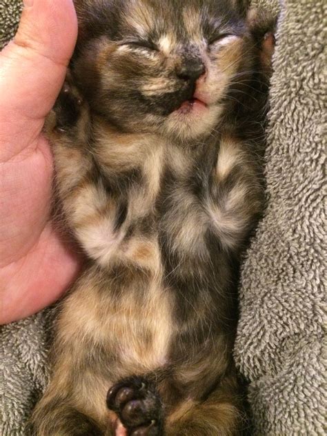 Is My New Kitty A Chimera Cat? | TheCatSite