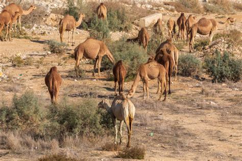 Sahel : Le rôle de la culture nomade dans la transition écologique