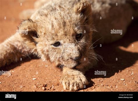 Small lion cub Stock Photo - Alamy