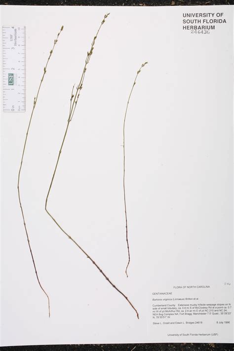 Bartonia virginica - Species Page - ISB: Atlas of Florida Plants