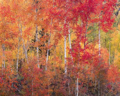 How to Photograph Fall Colors