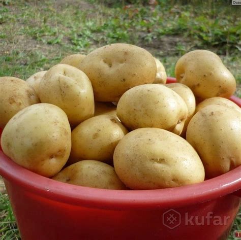 Картофель (картошка) своя. Доставка бесплатная. Сорт ''Архидея'', цена ...