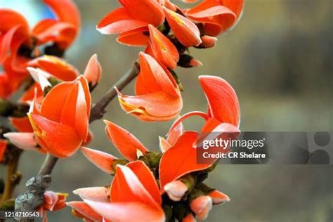 83 Palash Flower Stock Photos, High-Res Pictures, and Images - Getty Images