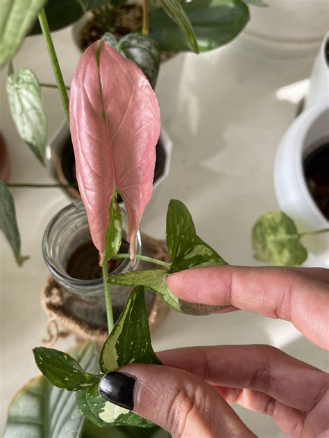 Still to unfurl but so beautiful. What is the Syngonium red spot ...