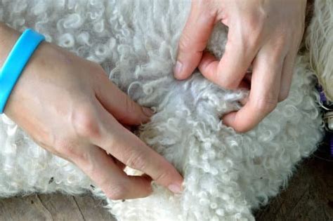 how long does it take fleas to die