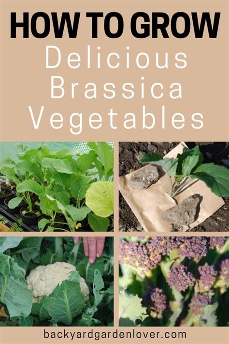 How To Grow Delicious Brassica Vegetables