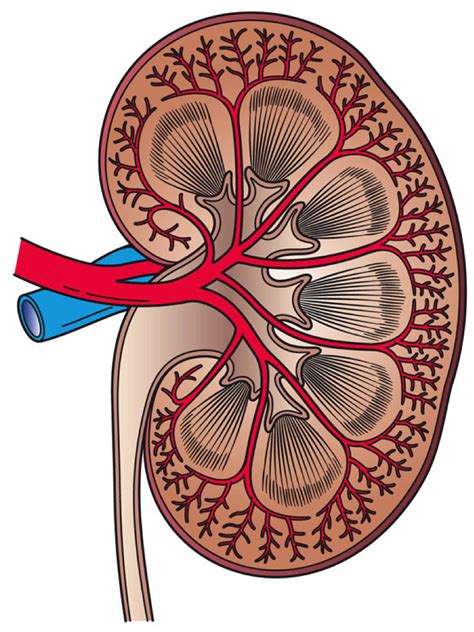 Internal Structure Of A Kidney Diagram 0514 Anatomy Of Kidne