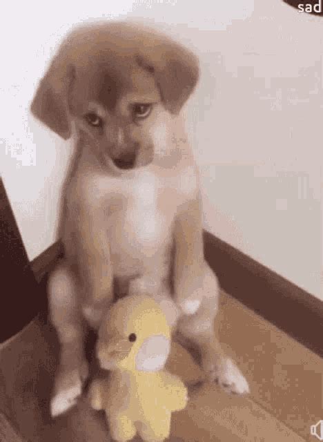 Dad Puppy GIF - Dad Puppy - Discover & Share GIFs